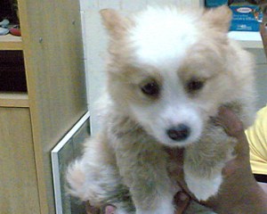 A pet shop manager holds up a Pomeranian-Japanese Spitz puppy in Doha, Qatar, Aug. 21, 2005. The puppy was reportedly bred by a Qatari sheikha who kept both breeds, Pomeranian and Japanese Spitz. We named him "Loup."