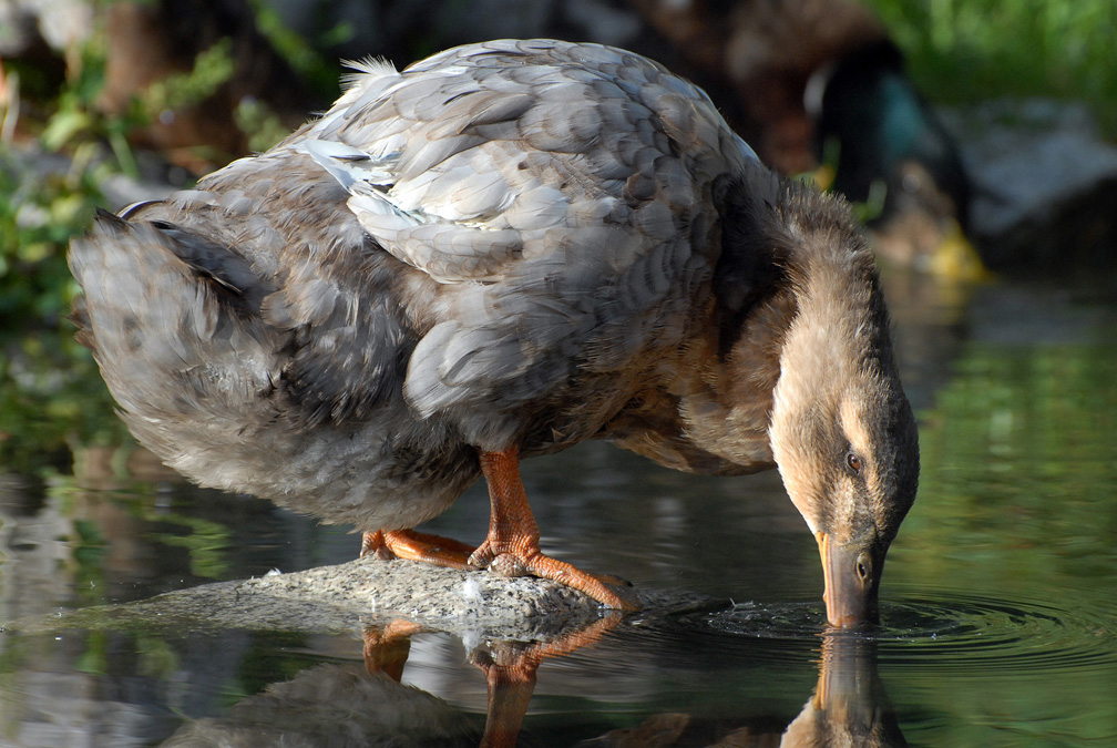 Female Mallard in Hot Springs